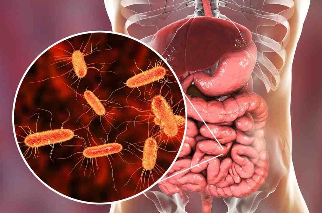 FMT for Microbiome Health & Gut Disorders 2025
